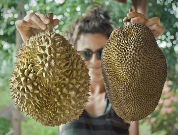 Vegaaniset jakkipuun reseptit ja mielenkiintoisia faktoja eksoottisesta lihan korvikkeesta durian vs jackfruit