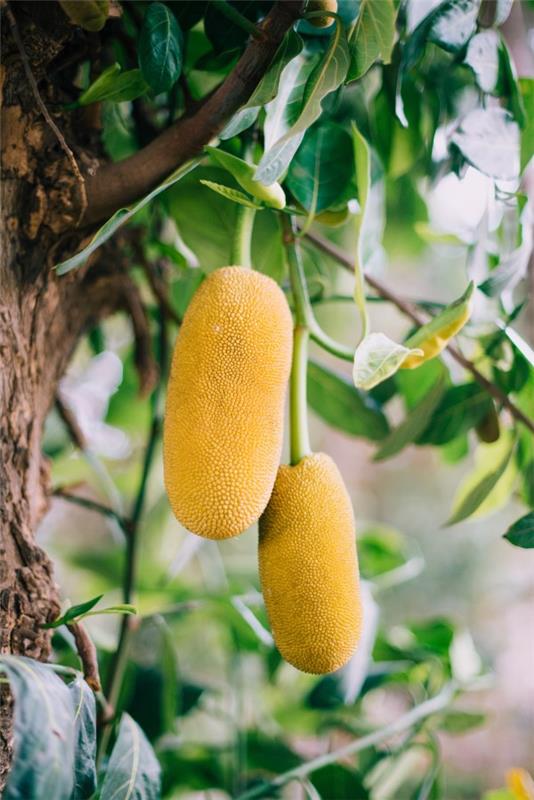 Vegaaniset jakkipuun reseptit ja mielenkiintoisia faktoja eksoottisesta lihan korvikkeesta keltainen kypsä hedelmäpuu