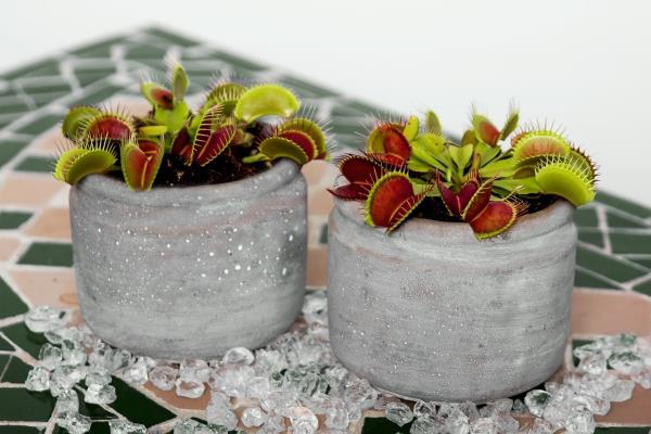 Venus Flytrap Eksoottinen lihansyöjäkärpäs betoniruukussa harjoittaa huolenpitoa ja triviaa