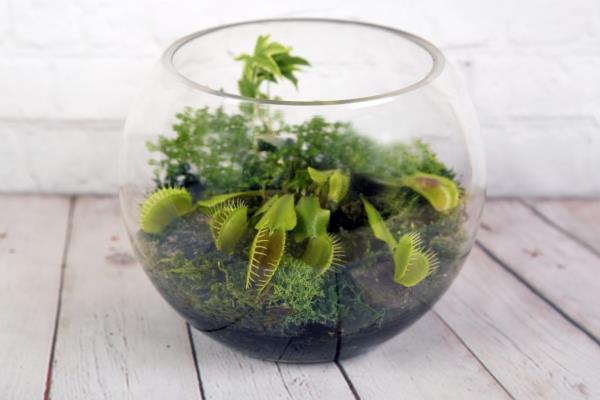 Venus Flytrap Care ja mielenkiintoiset tosiasiat harjoittavat eksoottista lihansyöjäperhoa terraarioiden sammalta