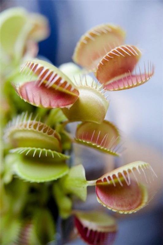 Venus Flytrap Care ja trivia harjoittavat eksoottista lihansyöjää ja naurunloukkua