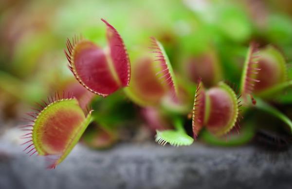 Venus Fly Trap Care ja hyödyllinen tieto harjoittavat eksoottista lihansyöjää punaisen suun venuksen kärpäsloukku