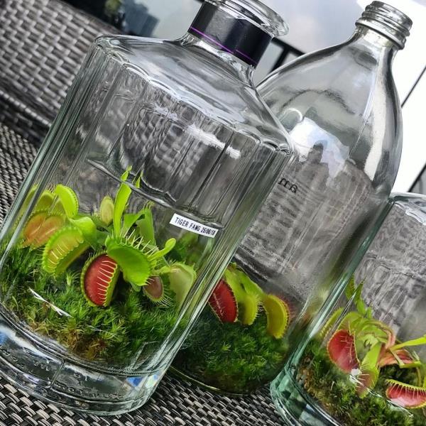 Venus Flytrap Care ja trivia harjoittavat eksoottista lihansyöjää