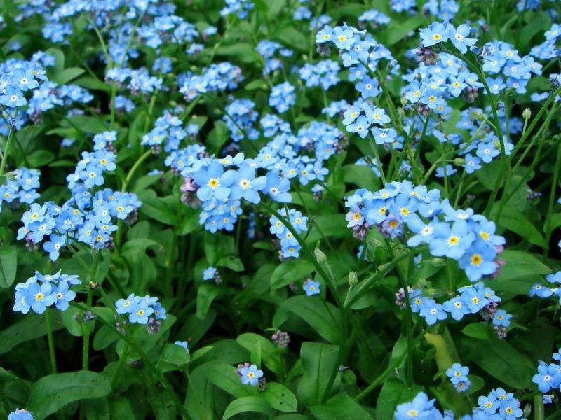 Unohda-ei-myosotis kauniita kevään kukkia kuvia