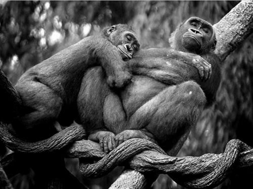 Eläimiä rakastunut apina haara puu kuvia