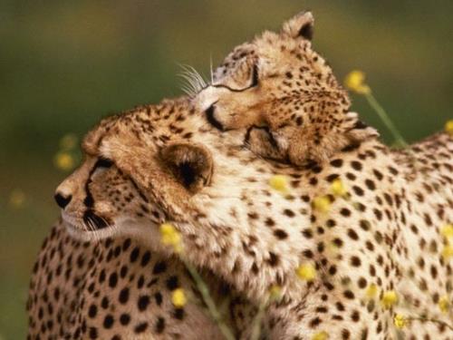 Rakastuneet eläimet gepardi luontoympäristössä