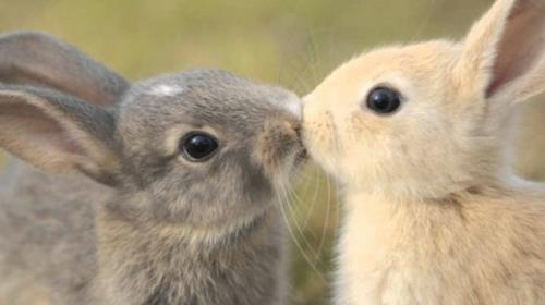 Rakastuneet eläimet kanit koristeelliset kanit