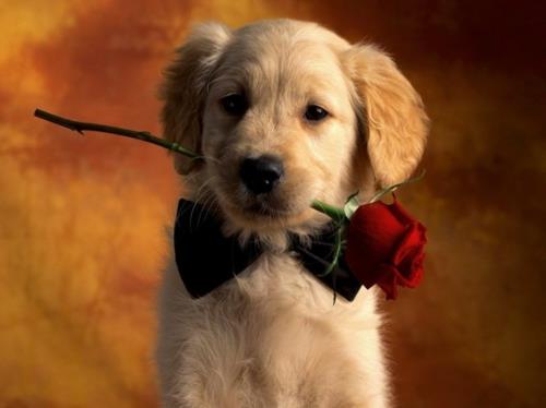 Rakastuneet eläimet koiran ruusun siteitä