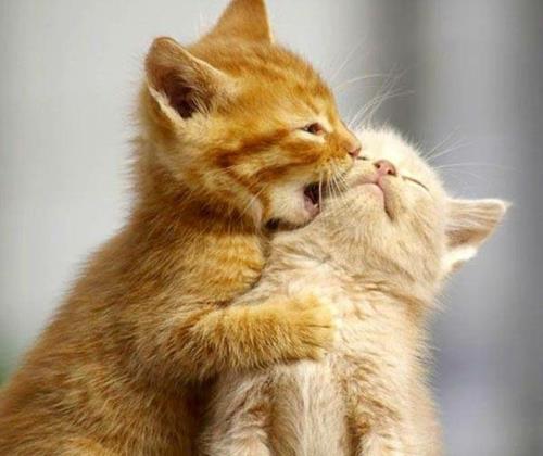 Eläimet rakastuneissa kissoissa vauva peli oranssi turkis