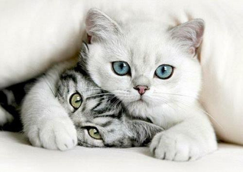 Eläimet kissat valkoiset harmaat syvät silmät
