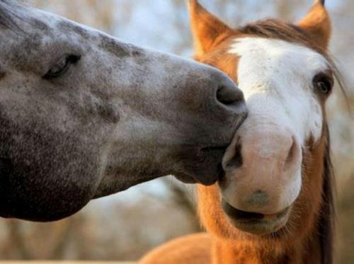Rakastuneet eläimet hevosia villi luonto