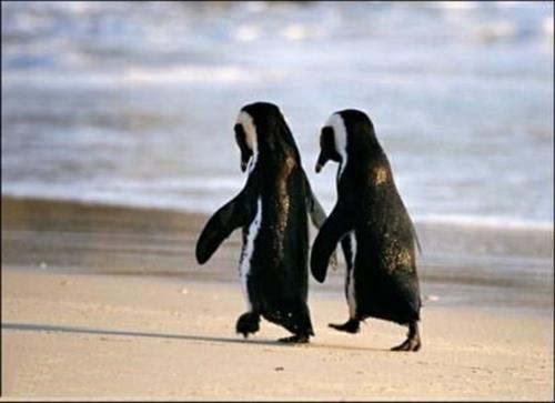 Rakastuneet eläimet kävelevät rantapingviinillä