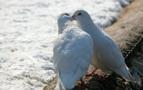 Rakastuneet eläimet kyyhkyset valkoisen meren ranta