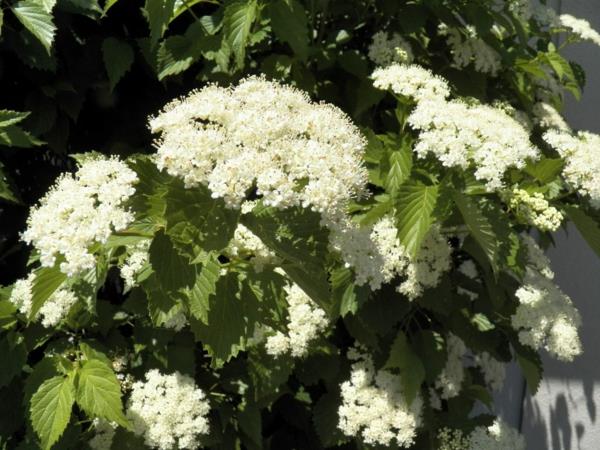 Viburnum dentatum lumipallo