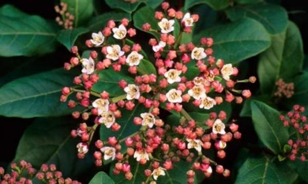 Viburnum tinus Gwenllian kukkien värit