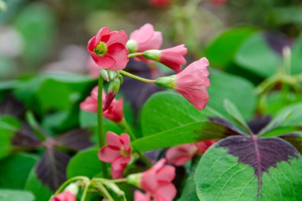 Nelilehtinen apila - hoitovinkkejä ja mielenkiintoisia faktoja onnellisesta apilan vaaleanpunaisista kukista