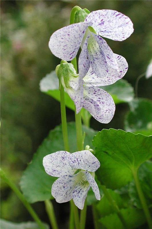 Viola odorata marssi violetit kauniita kevään kukkia kuvia