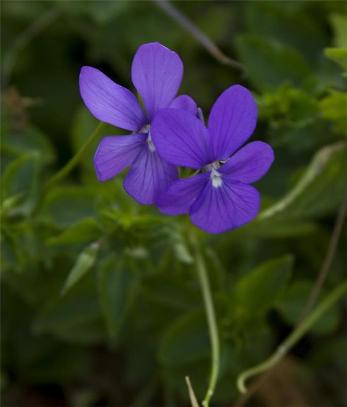 Viola odorata violetit kauniita kevään kukkia kuvia