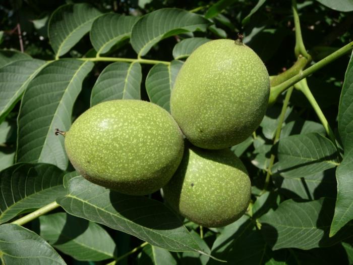 Pähkinät terveellinen vihreä kuori