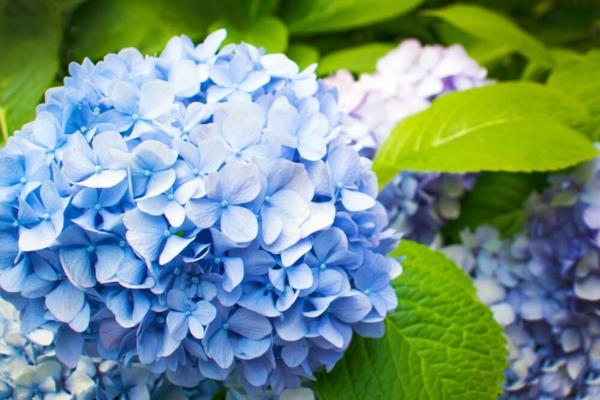 Milloin hortensiat kukkivat sinisiä erilaisia ​​hortensioita