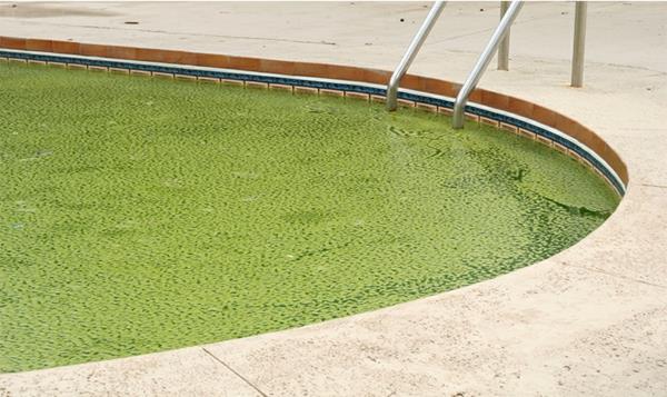 Miksi altaan vesi voi olla vihreää?