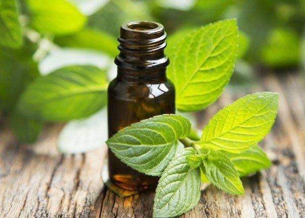 Mikä auttaa kutinaa ihon kutinaa vastaan ​​Kotihoito Piparminttuöljy