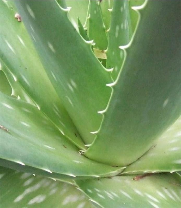 Aloe veran orjantapparoiden poistaminen auringonpolttamista vastaan ​​auttaa