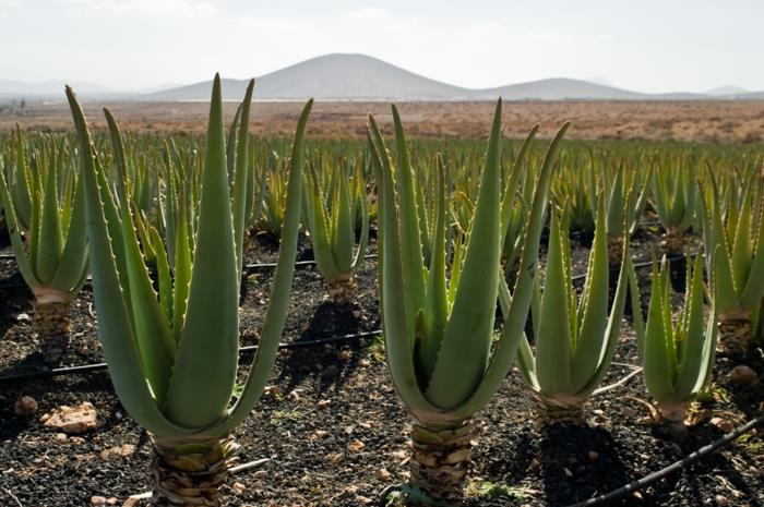 Mikä auttaa auringonpolttamaa aloe veran istutusta vastaan