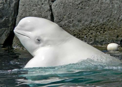 albiinoeläimet polaarinen uskomaton valkoinen kala