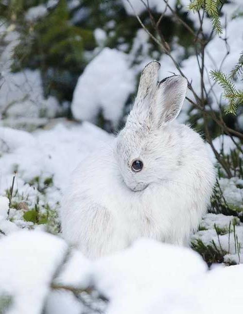 albiinoeläimet polaarinen uskomaton valkoinen kani villi