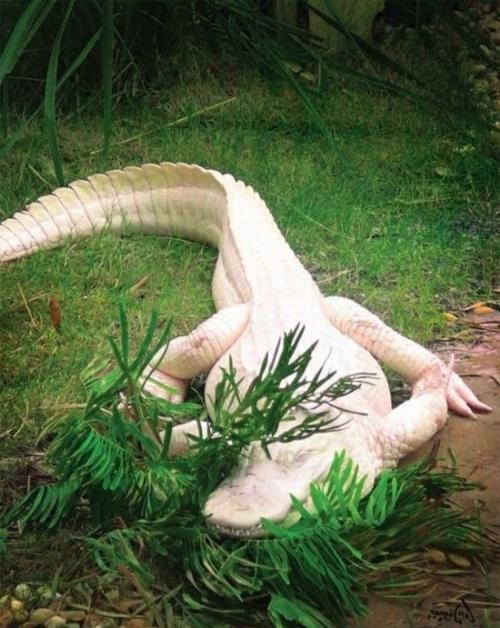 albiinoeläimet polaarinen uskomaton valkoinen krokotiili