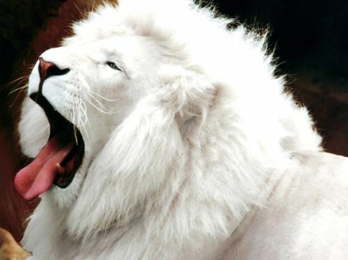 albiinoeläimet polaarinen uskomaton valkoinen leijona