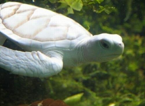 albiinoeläimet polaarinen uskomaton valkoinen vedenalainen kilpikonna