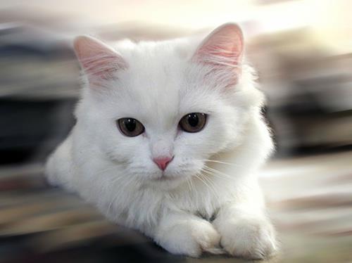 albiinoeläimet polaarinen uskomaton valkoinen kissa
