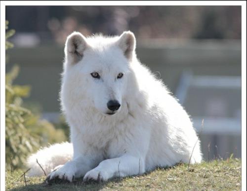 Valkoiset eläimet susi polaarinen uskomaton luontoympäristö