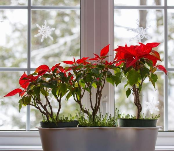 Joulutähden hoito - vinkkejä terveelliseen koristekasviin myös joulun jälkeen Aseta joulutähti ikkunaan