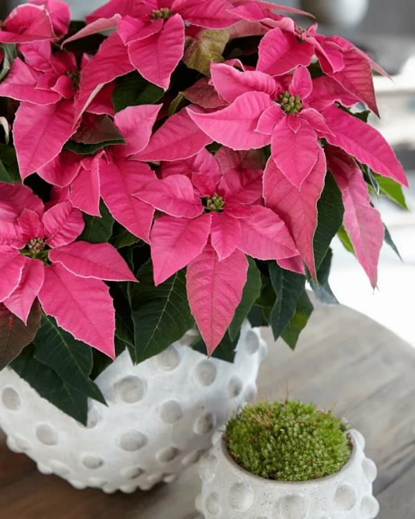 Joulutähtihoito - vinkkejä terveelliseen koristekasviin myös joulun rosa -lajikkeen joulutunnelman jälkeen