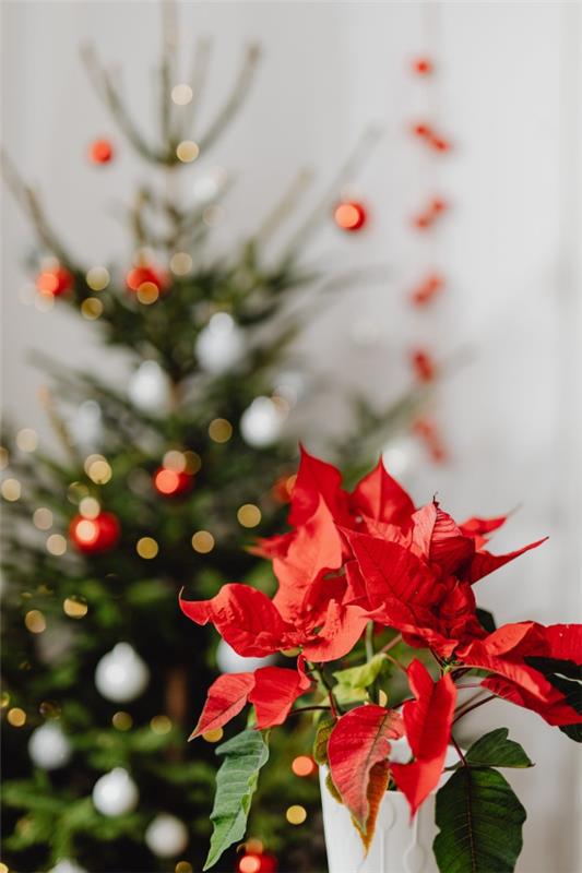 Joulutähtihoito - vinkkejä terveelliseen koristekasviin myös joulun jälkeen joulukoristeiden joulutähti kiva punainen