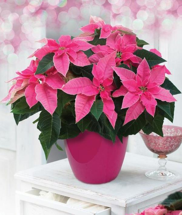 ylläpitää joulutähti kuvat kukka pinkki