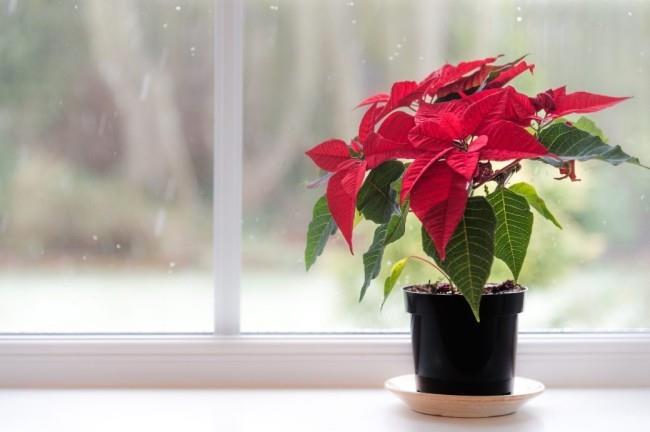 Joulutähti huolehtii kauniista veripunaisista kanteleista ruukussa ikkunalaudalla