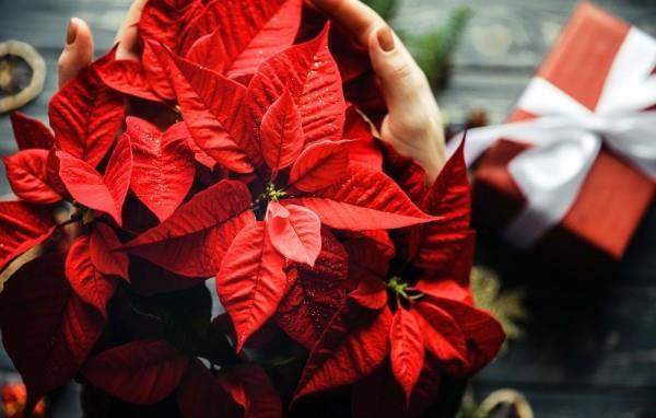 Joulutähti antaa iloa festivaalille