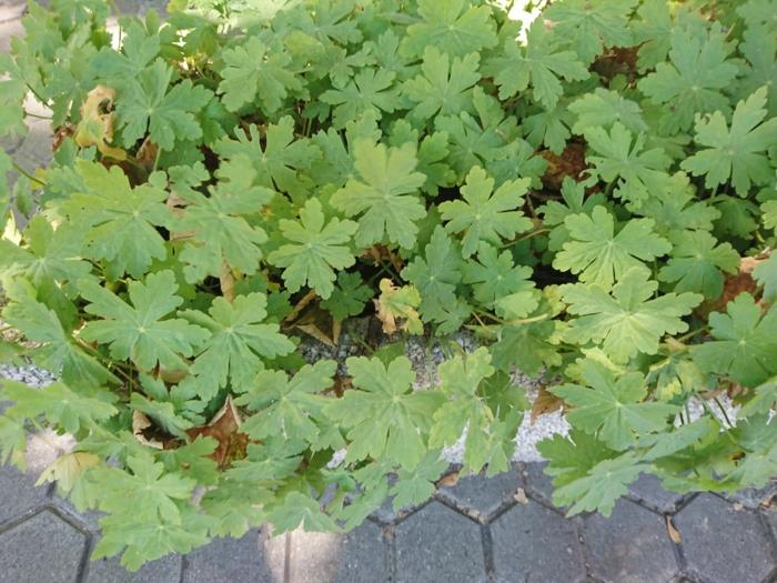 Mitkä yrtit sopivat yhteen geranium
