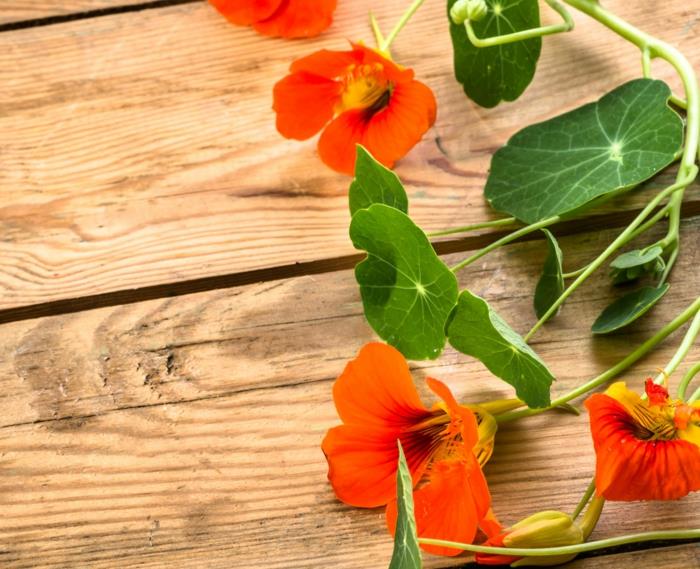 Mitkä yrtit sopivat hyvin yhteen nasturtiums