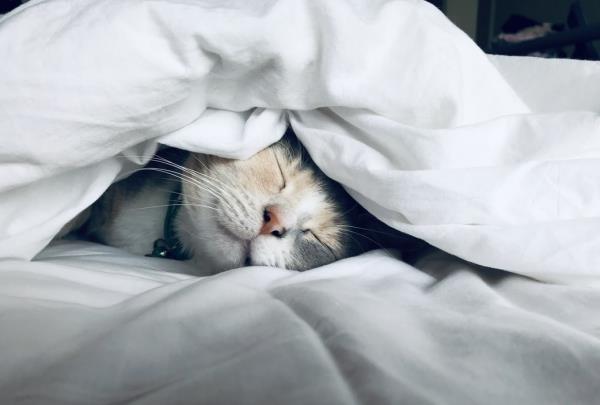 Mikä on paras nukkumisasento sinulle, mitä etuja, haittoja ja vinkkejä kissa nukkuu peiton alla