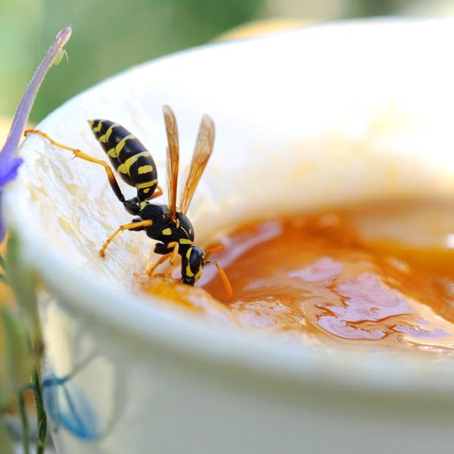Poista ampiaisen pesä Ampiainen hedelmäkakusta kerää nektaria, mutta se on haittaa kakun ystäville