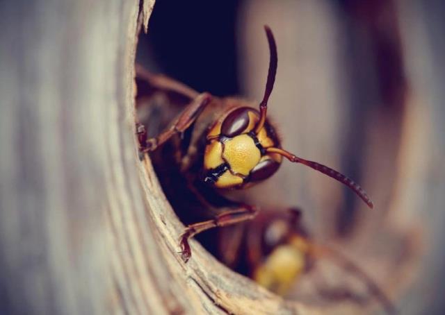 Poista ampiaisen pesä Pistävä ampiainen, kun vaara uhkaa puolustaa itseään