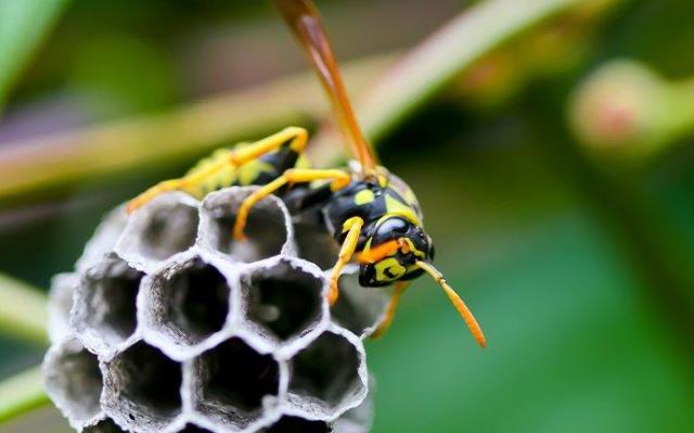 Ampiaisten pesien poistaminen Kesällä ampiaiset ovat kutsumattomia vieraita puutarhassa