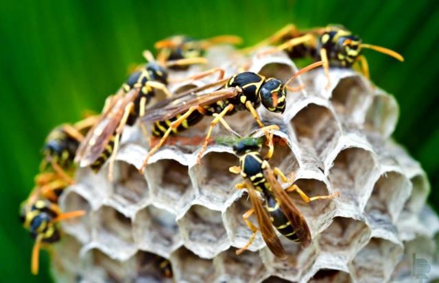 Ampiaisen pesä muuttaa pois Katso ympärillesi ja löydä ampiaisen pesä lähistöltä