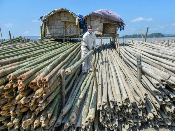 Kuinka nopeasti bambu kasvaa Korjaa bambu