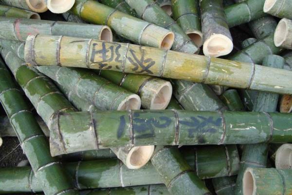 Kuinka nopeasti bambu kasvaa katkaisemalla bambun varret